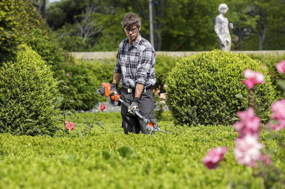 Hedge shaping in a formal rose garden