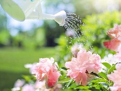 Watering can watering pink flowers in a garden bed