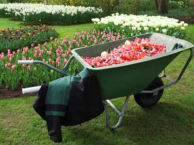 Wheelbarrow filled with garden clippings beside flower beds